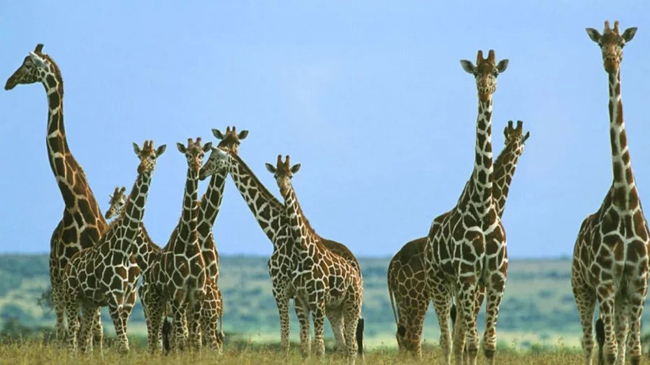 Lucruri fascinante despre girafe!