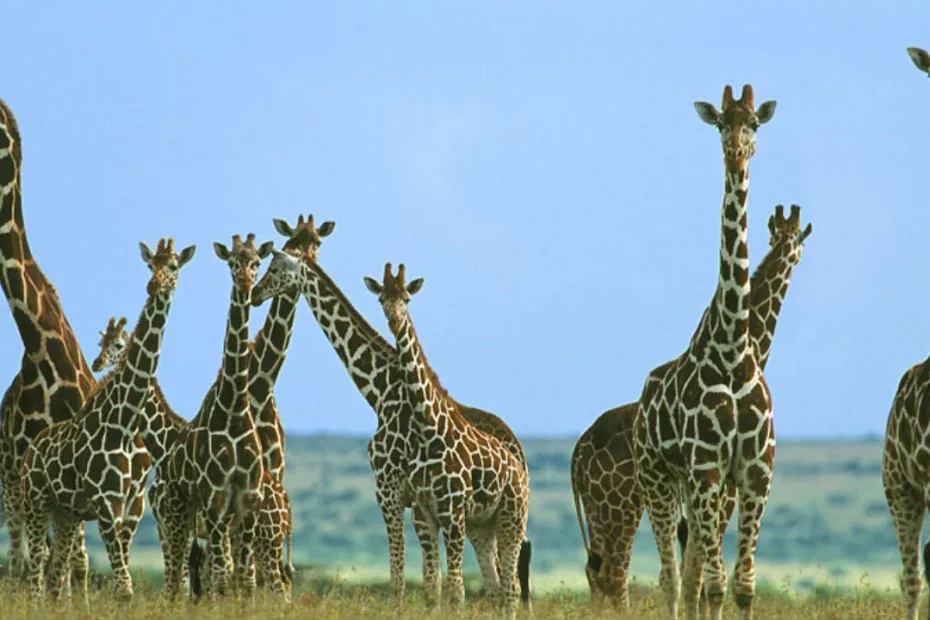 Lucruri fascinante despre girafe!