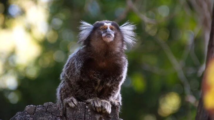 sursă foto: bbcearth.com; Nu doar bărbații umani se îngrașă atunci când partenera lor este însărcinată