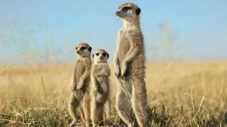 sursă foto bbcearth.com;  Meercatele sunt creaturi sociabile, dar "drogul iubirii" oxitocina le face și mai grijulii