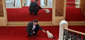 sursă foto: adevarul.ro; Pisica este răsfățată și iubită de toți funcționarii Prefecturii