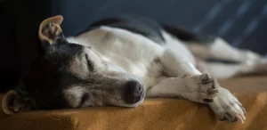 sursă foto: rover.com; Jack Russel care doarme