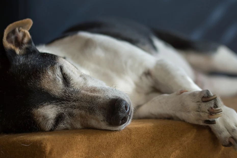 sursă foto: rover.com; Jack Russel care doarme