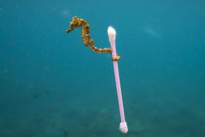 sursă foto: oceanconservancy.org; Căluții de mare au nevoie de ajutorul nostru