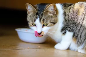 sursă foto: pethelpful.com; Hrănirea pisicii tale cu o dietă sănătoasă este foarte importantă pentru blana lor