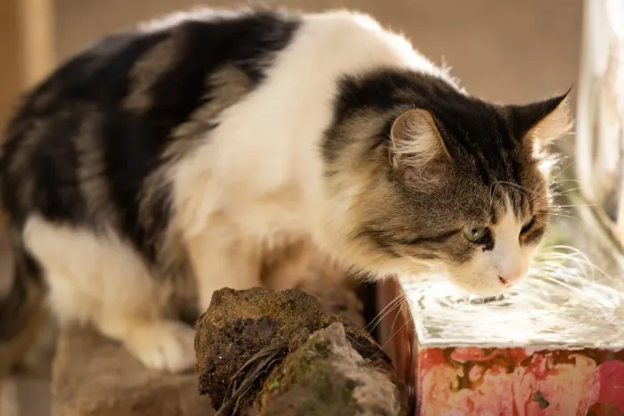 sursă foto: pethelfpul.com; Pisicile au nevoie de mai multă apă decât v-ați aștepta