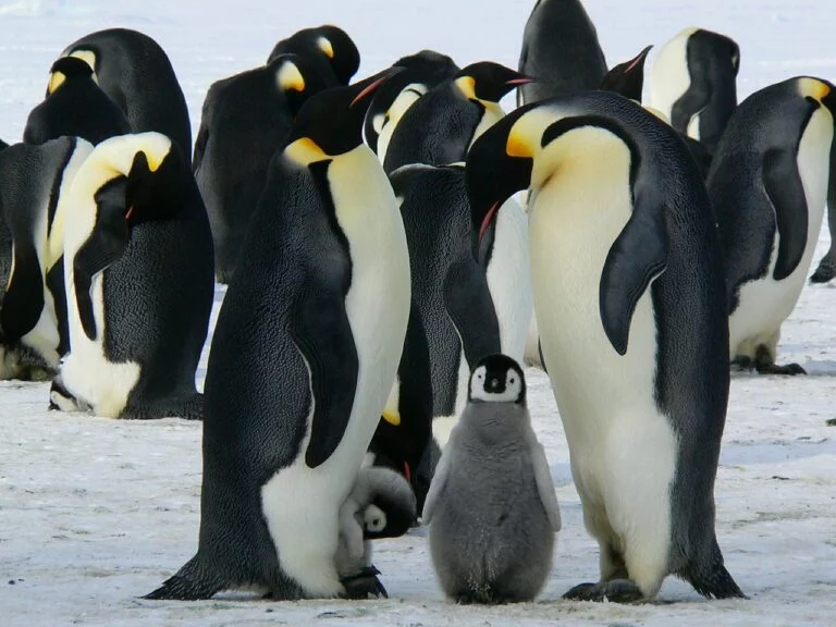 sursă foto: intreabaveterinarul.ro; pinguinii trăiesc la Polul Sud