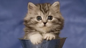 sursă foto:magnanews.ro; cele mai mici pisici din lume