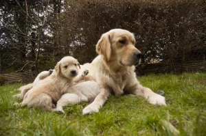 sursă foto: lovetoknowpets.com; o cățelușă labrador cu puiuțul ei