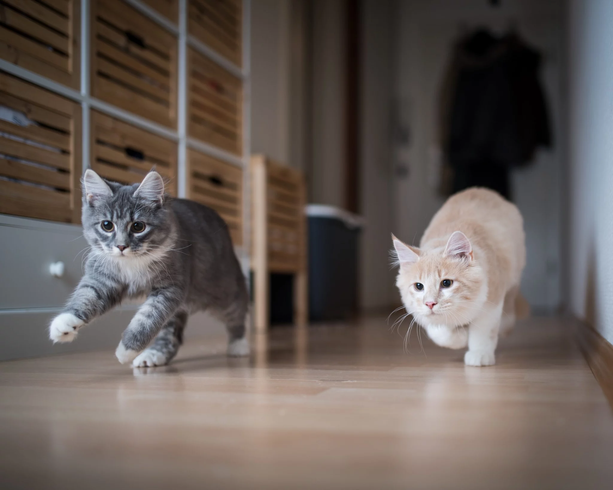 Pisici care alergă împreună in apartament