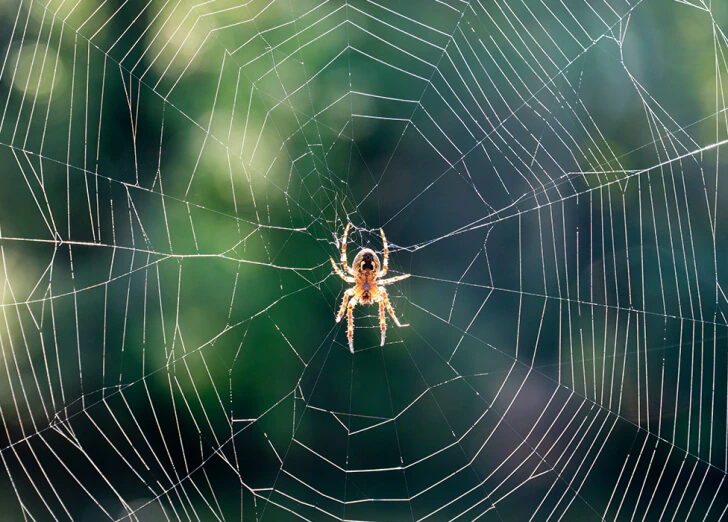 sursă foto. bbcearth.com; când vine vorba de dormit, bineînțeles că păianjenii trebuie să fie incomozi