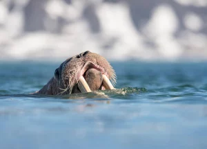 sursă foto: bbcearth.com; s-a raportat că o morsă este capabilă să înoate până la 84 de ore consecutive fără odihnă.