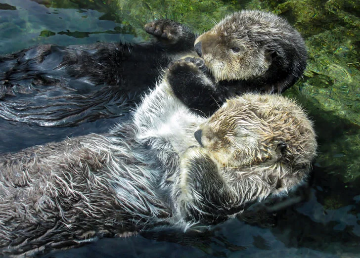 sursă foto: bbcearth.com; am văzut cu toții imaginile adorabile cu vidrele de mare care își țin labele în timp ce dorm pentru a se asigura că nu plutesc departe una de cealaltă.