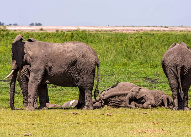 sursă foto: bbcearth.com