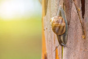 sursăfoto: bbcearth.com; Un melc poate aluneca pe verticală chiar pe un trunchi de copac sau pe un perete.