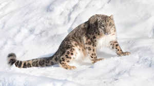bbcearth.com;Leoparzii de zăpadă caută zonele reci și pustii, de obicei la altitudini de peste 3.000 de metri, unde se pot camufla cu ușurință în zăpadă