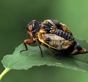 Cicadele sunt insecte mari, zburătoare, renumite pentru ciripitul lor incredibil de puternic și, de asemenea, pentru existența lor neobișnuită.