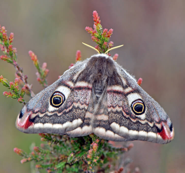 sursă foto: bbcerath.com; Un soi de parazit numit Copidosoma floridanum trăiește în interiorul unei omizi de molie.