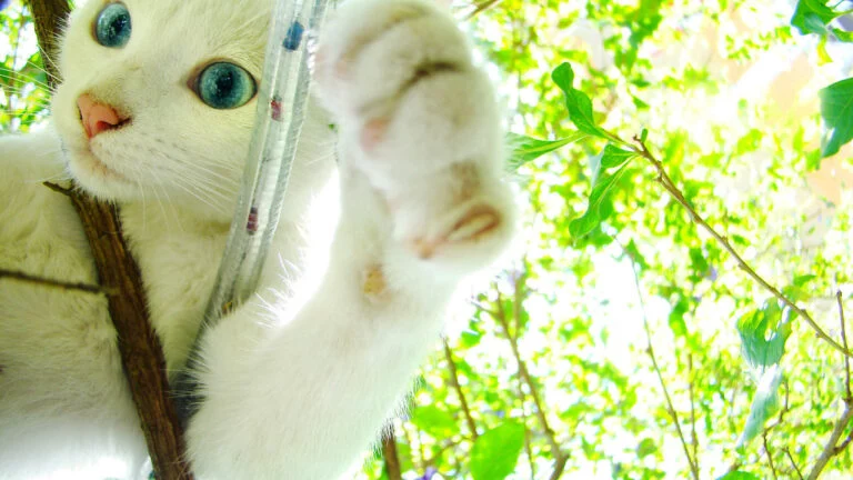 sursă foto: intreabaveterinarul.ro; doar pisicile albe cu ochii albaștri nu pot auzi