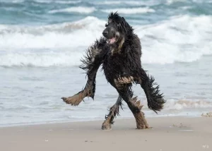 sursă foto:video.devizitat.org; câine care se plimbă pe plajă