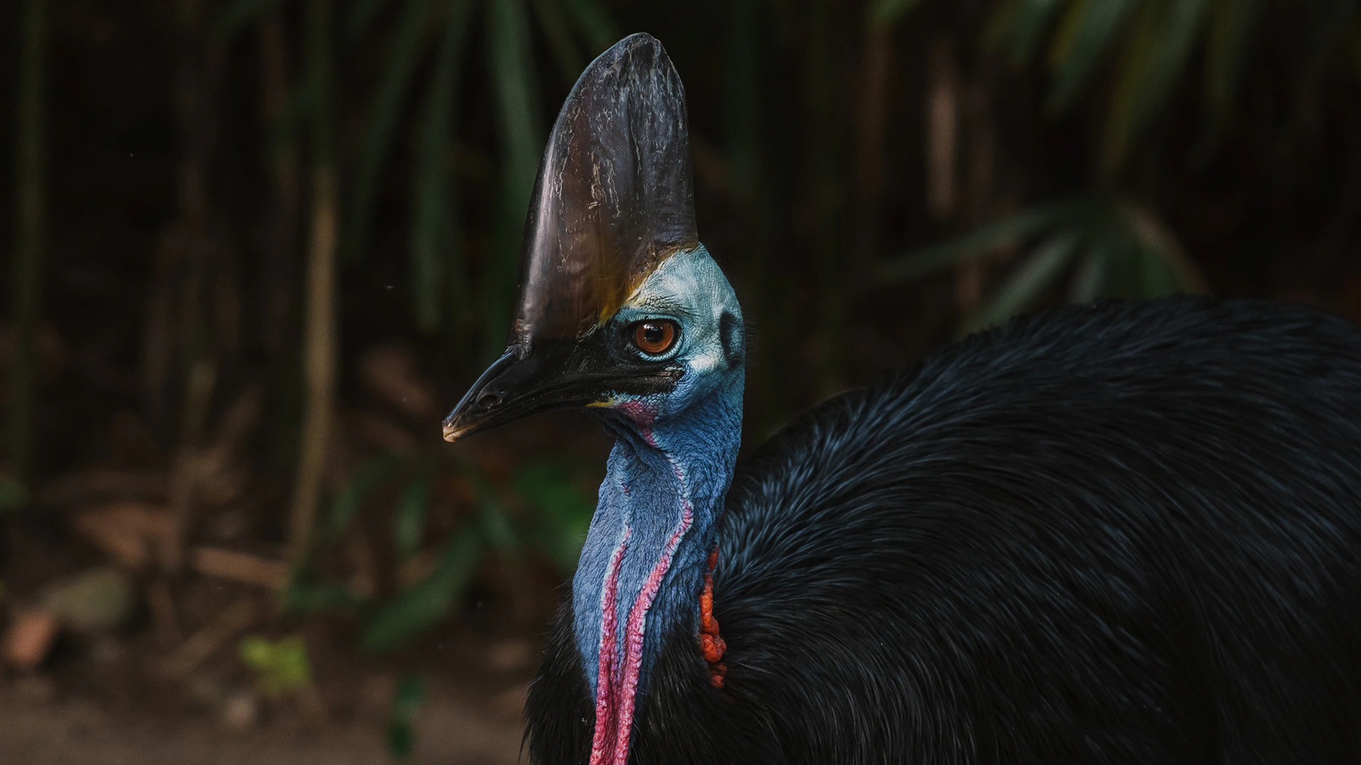 sursă foto: bbcearth.com;Cassowarii sunt a treia specie de păsări ca mărime din lume.