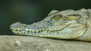 Crocodilii simt suferința bebelușilor sursă foto: bbcearthcom; crocodilii au evoluat acum 95 de milioane de ani