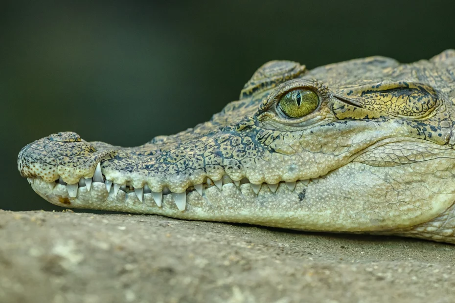 Crocodilii au foste niște adevărați eroi!