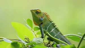 sursă foto: bbcearth.com; șopârlele sunt printre animalele care se adaptează cel mai bine