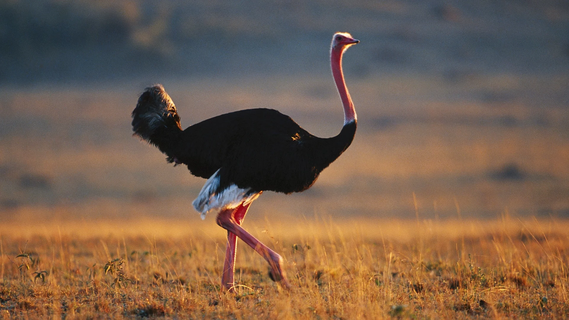 sursă foto: Struții, casuarii, kiwi și emu aparțin unui grup de păsări mari care nu pot zbura.bbcearth.com;