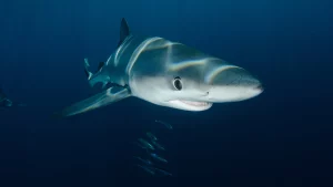 sursă fofo: bbcearth.com; rechinii au suăraviețuit în ciuda amenințării cu extincția
