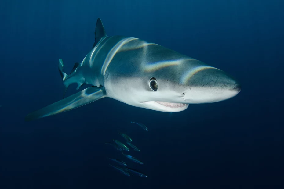 sursă fofo: bbcearth.com; rechinii au suăraviețuit în ciuda amenințării cu extincția