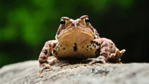 Pot să am ca animal de companie o broască? sursă foto: bbcearth.com; Broască americană (Anaxyrus americanus), Parcul Provincial Mount Carleton, New Brunswick, Canada