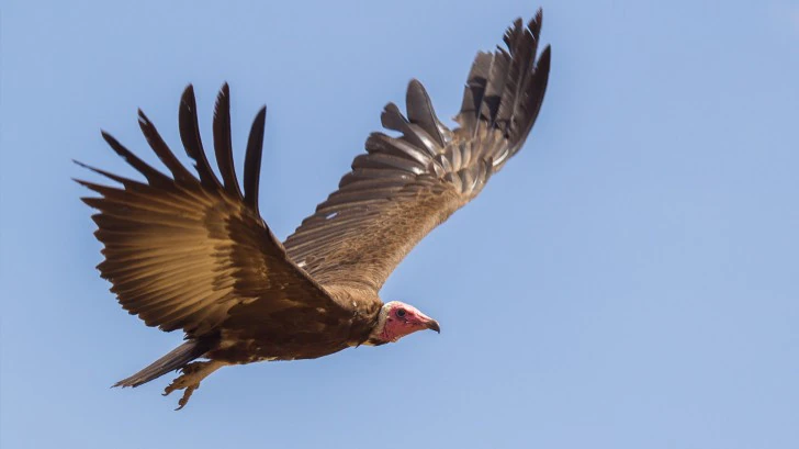 sursă foto: bbcearth.com; Vulturul cu glugă (Neccrosyrtes monachus) zboară, cu aripile întinse, pe un cer albastru intens, fără nori.