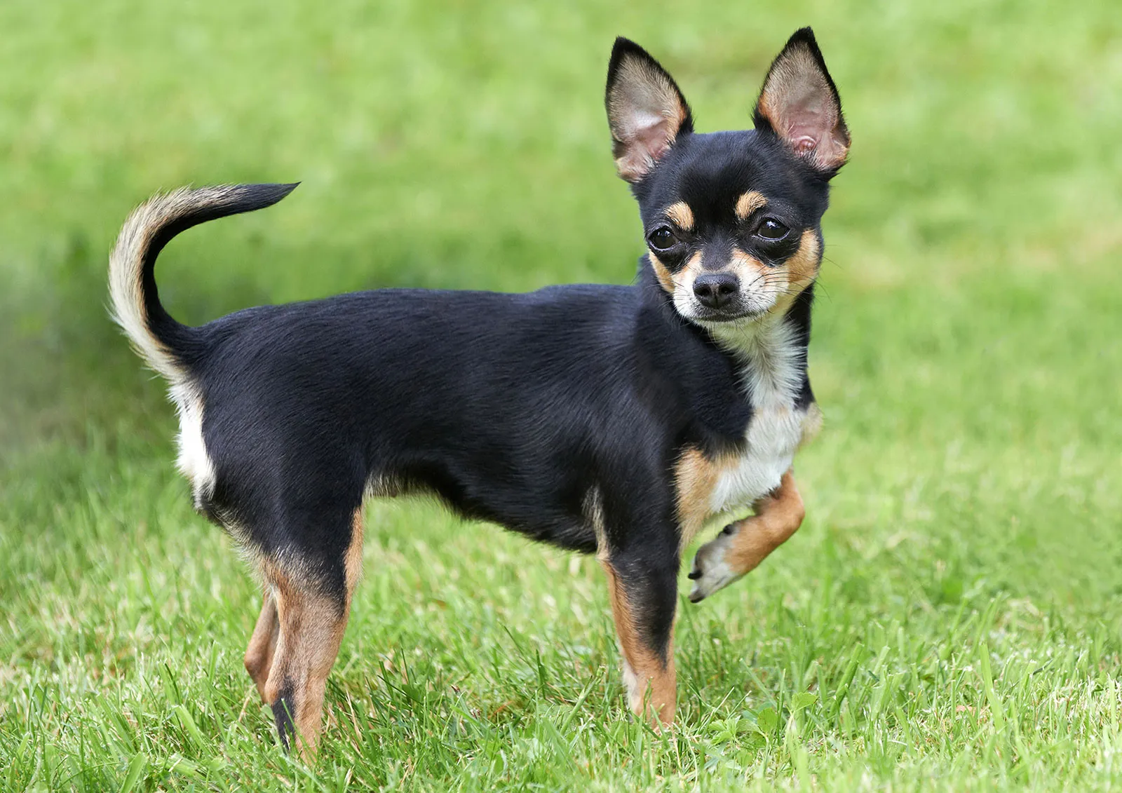 5 mituri despre Chihuahua: Un Chihuahua