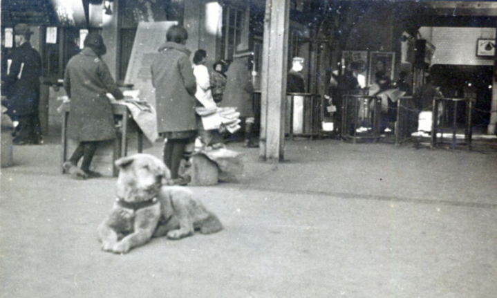 Hachiko se relaxează în fața gării Shibuya (1934); sursă foto: australiandoglover.com