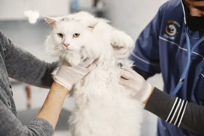 sursa foto: pethelpful.com; O pisică care își pierde vocea ar trebui să fie examinată amănunțit de un medic veterinar.