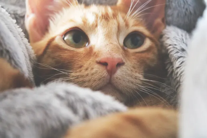 SURSĂ FOTO: pethelpful.com; Există modalități de îngrijire pentru a ajuta o pisică care și-a pierdut vocea