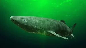rechinul de Groenlanda; sursă foto: descoperă.ro