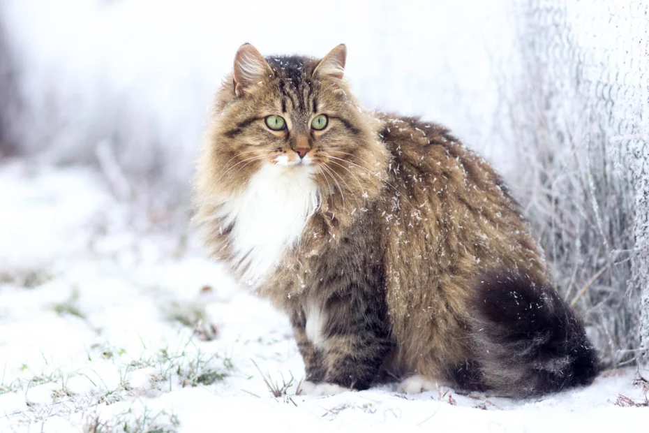 pisica siberiană: sursă foto: europafm.ro