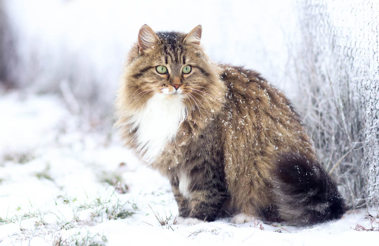 pisica siberiană: sursă foto: europafm.ro