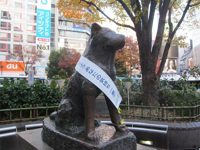 Statuia lui Haticko din gara Shibuya; sursă foto:australiandoglover.com