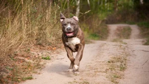 câine din rasa Amstaff sursă foto: observaornews.ro