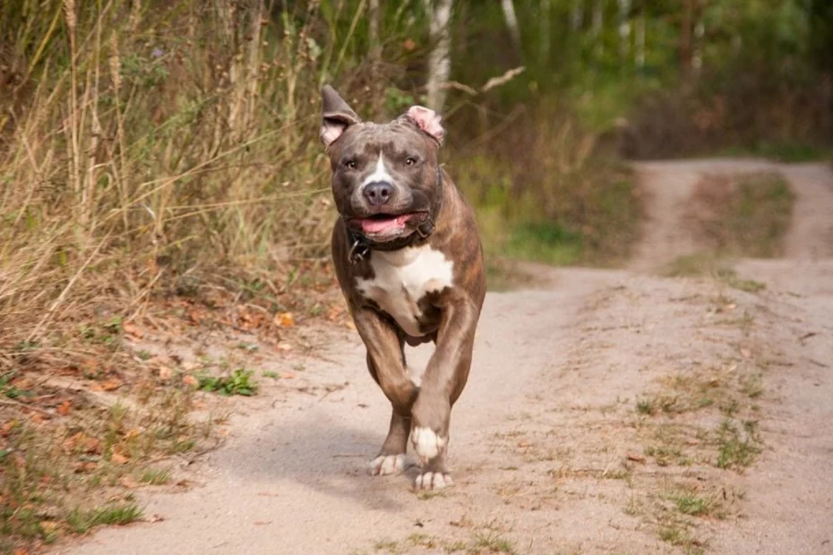 câine din rasa Amstaff sursă foto: observaornews.ro