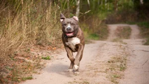 câine Amstaff; sursă foto: antena3cnn.ro