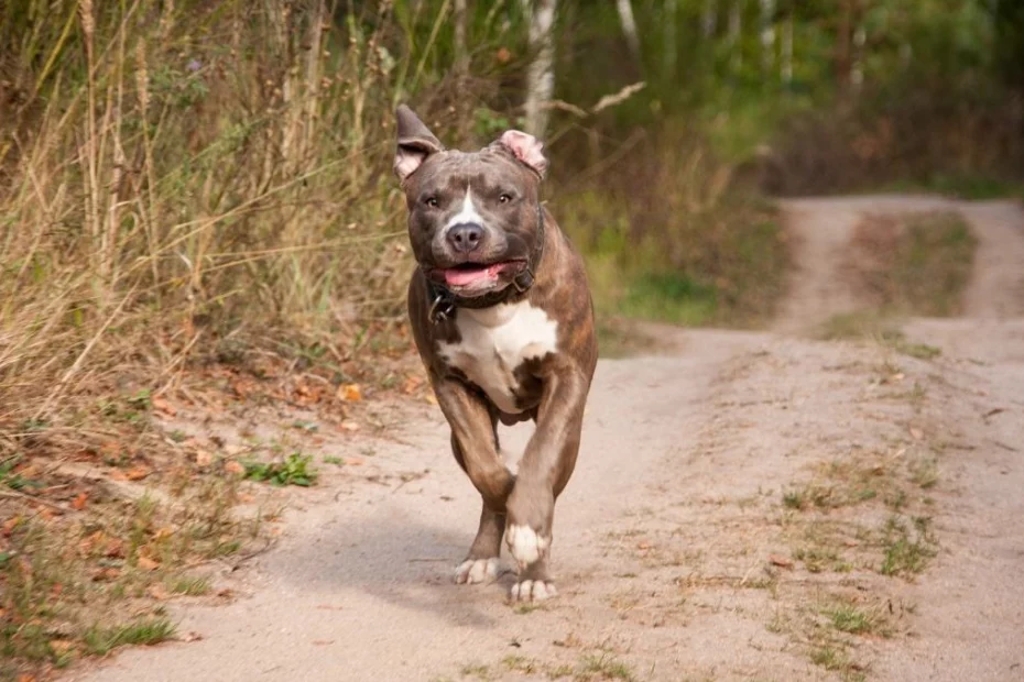 câine Amstaff; sursă foto: antena3cnn.ro