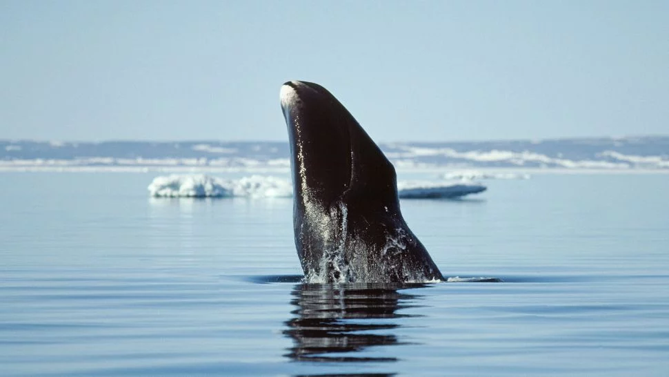 balena bowhead; sursă foto: livescience.com