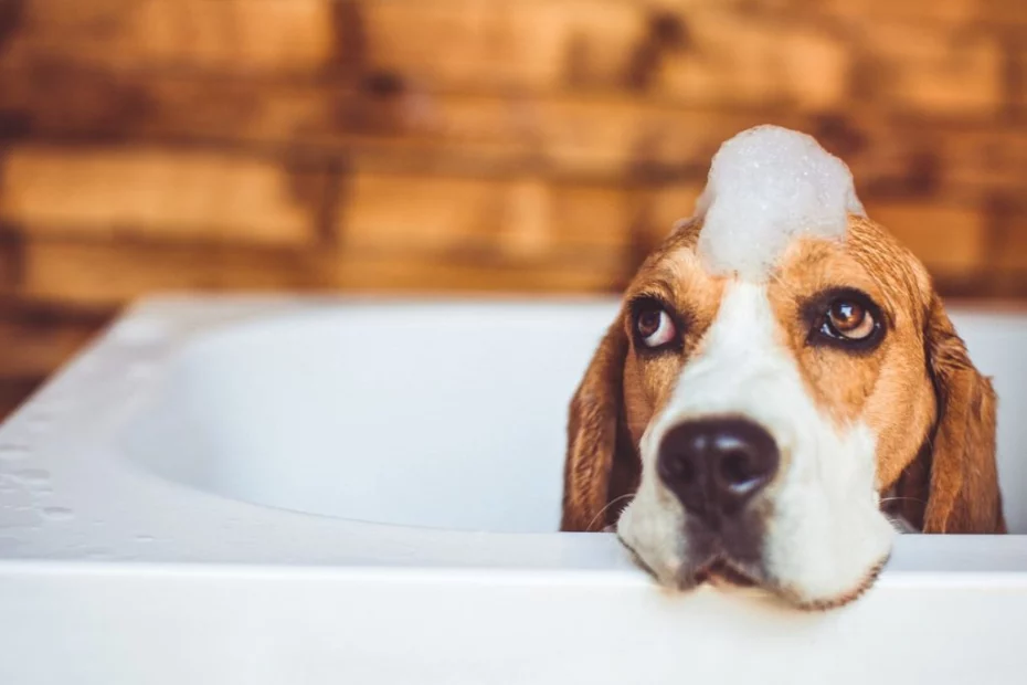 Beagle este un câine de vânătoare excelent și ușor de îngrijit
