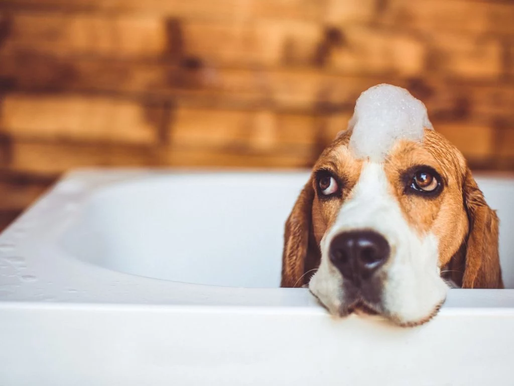 Beagle este un câine de vânătoare excelent și ușor de îngrijit