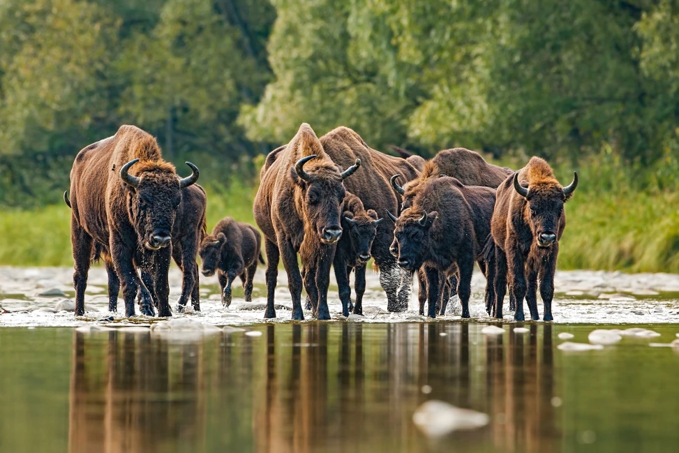 sursă foto: discoverwildlife.com