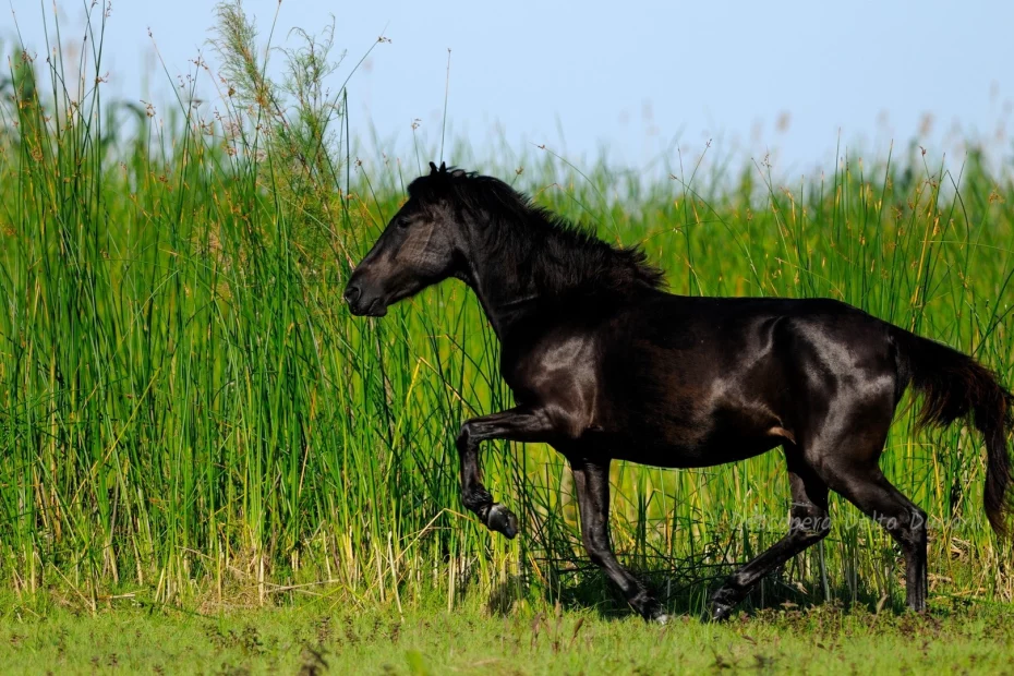 cal sălbatic în Delta Dunării; sursă foto: descoperadeltadunarii.ro